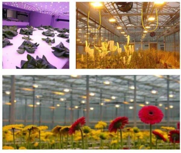 What’s the Best Digital Ballast to Buy?